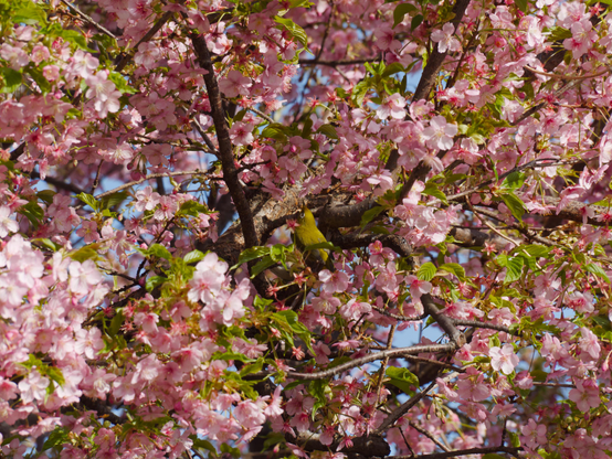 The frame is full of white and pink cherry blossoms, brightly lit in the afternoon sun, and small green leaves starting to fill in among them. In the center, perched on the dark brown branches, is a tiny green bird with a white ring around its eye, nestled among the flower petals, head tilted to peer upwards.