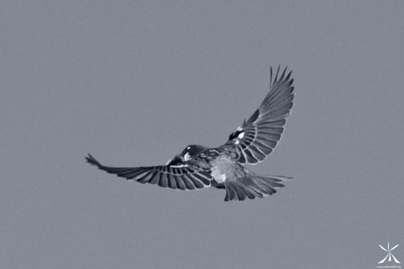 My very first bird photograph: a tree sparrow, an endangered species.