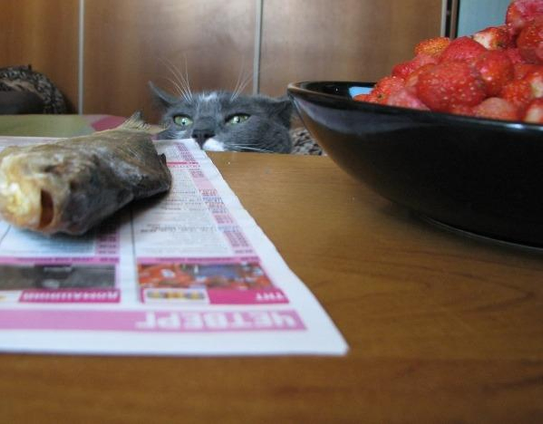 A gray and white cat peeks over the edge of a table, looking at a dried fish on a newspaper. In the foreground, there is a black bowl filled with strawberries on the right side of the table. The background is out of focus, emphasizing the cat's curious expression.
