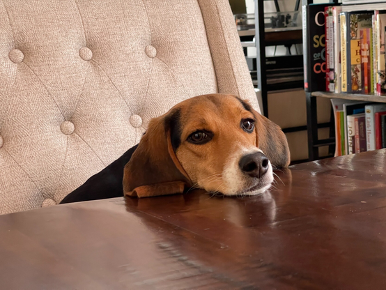Beagle puppy with head on dining table