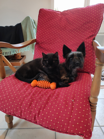 Photo d'un petit chat noir qui dors sur le dos d'un petit chien noir.