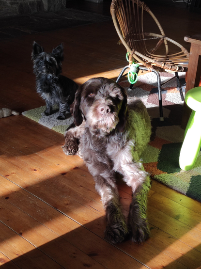 Photo d'un petit chien noir et d'un grand chien marron clair couché dans un salon au soleil.