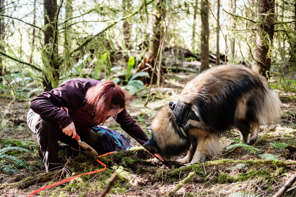 Kristin and Da Vinci (Belgian Tervuren) truffle hunting in the Pacific Northwest.