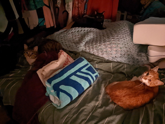 Three cats on a bed with blankets and towels, on laundry day; they wanted to help.