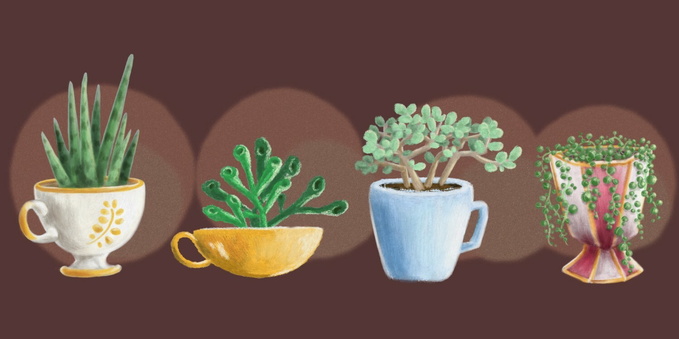 A digital painting using textured brushes that shows a row of four different types of tea cup set on a brow background. Each cup has a different kind of succulent plant growing in it.