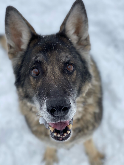A happy German Shepherd Dog sitting in the snow, looking directly into the camera expectantly. There are flakes of snow on her snout, and she’s waiting expectantly for another snowball to “catch”.