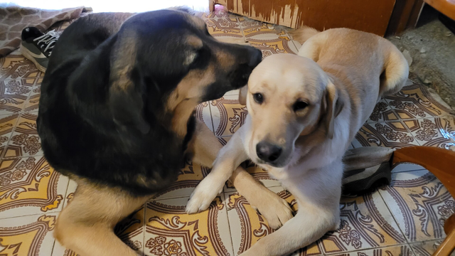 Logan (black and tan shepherd) licking Buster (golden lab) and holding paws.  Awwww