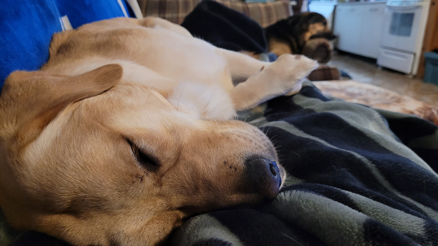 Buster sleeping on the couch. Logan doing the same in the background 