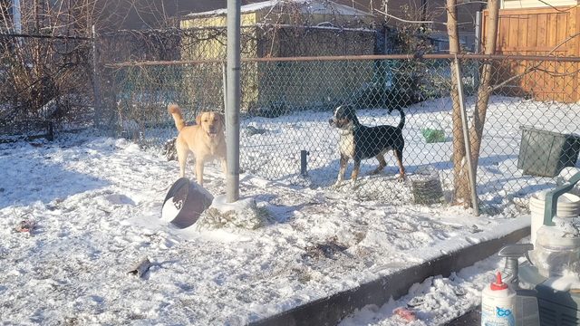 Buster in the snow, excited to see the neighbours dog through the fence. Hi Snoopy!! 