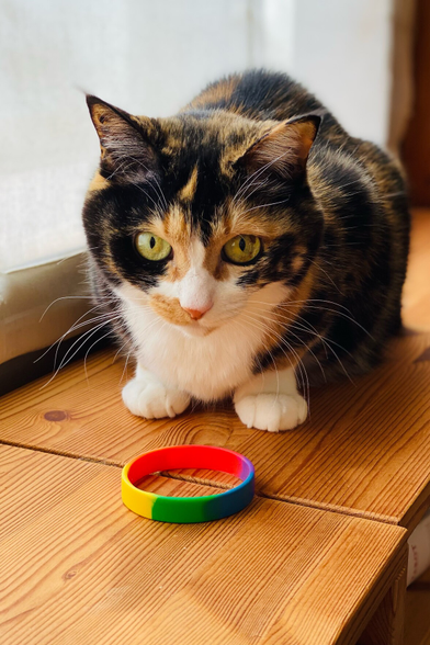 Pict the cat on top of a bookshelf in front of a window. In front of her is a LGBTQ pride bracelet. She has white paws and a white chest, and a pink nose.