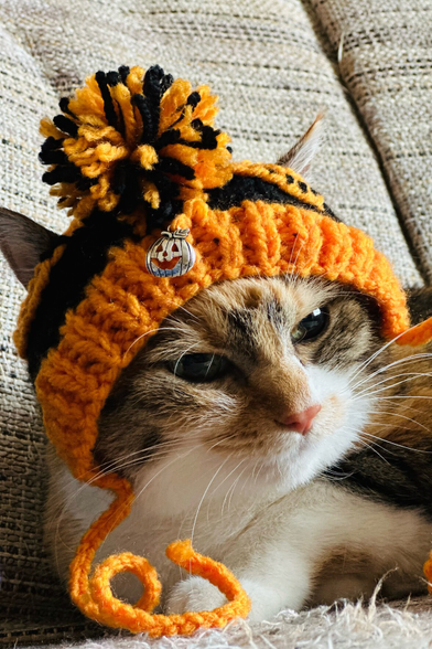 Celt the cat in close up on the sofa. She’s wearing a knitted Halloween-themed hat that has a silver pumpkin at the front and a woolen fluffy bobble on top. She has a white chest and a relatively pink nose.