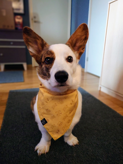Chester, a cardigan welsh corgi puppy with big bunny like ears, looking at the camera sitting down with a yellow Critical role bandana around his neck.