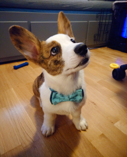 Chester, a cardigan welsh corgi puppy with big bunny like ears, looking upwards slightly off camera and light blue Critical Role bowtie around his neck