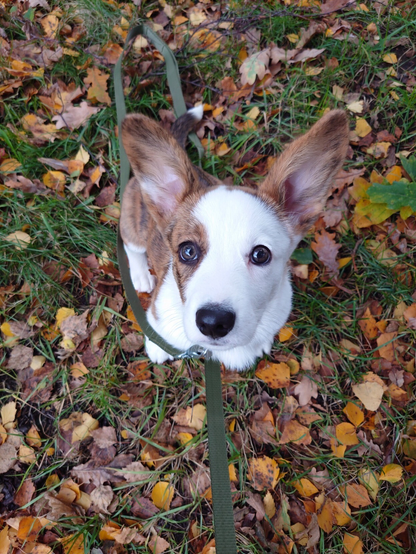 Chester, a cardigan welsh corgi puppy with big bunny like ears, looking at the camera sitting down surrounded with autumn coloured leaves.