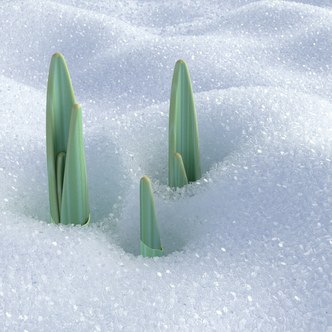 3 green plant shoots emerge through a blanket of thick snow. Rendered, with each individual flake of snow visible. 