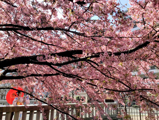 Admiring the early blossoming sakura at Modori-bashi.