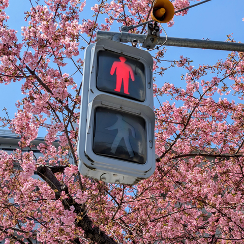 Traffic signal adorned with gorgeous pink cherry blossoms.