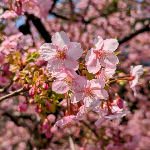 Cherry blossoms at Modori-bashi.