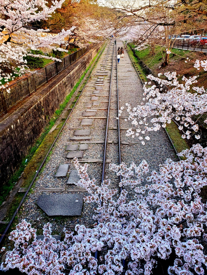 Keage railway line framed in blossoms.