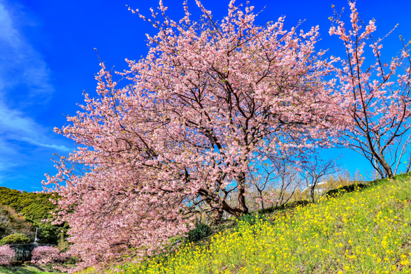 Cherry blossoms reach over an embankment of rapeseed flowers.