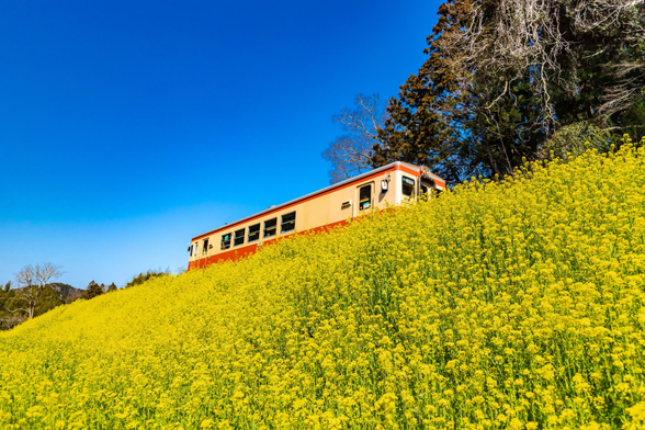 A train passes by a field of rapeseed flowers.