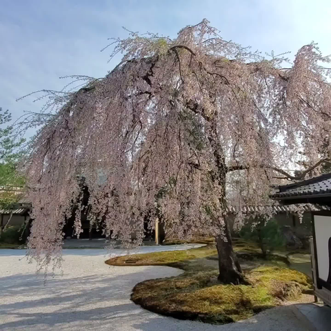 The beautiful weeping cherry at Kodai-ji.