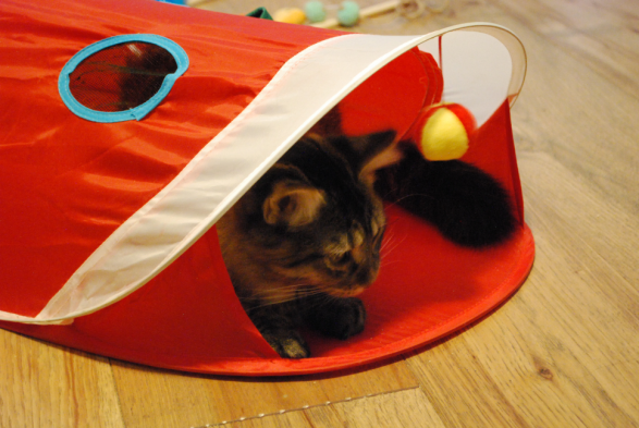Brown tabby kitten in a cat tunnel.