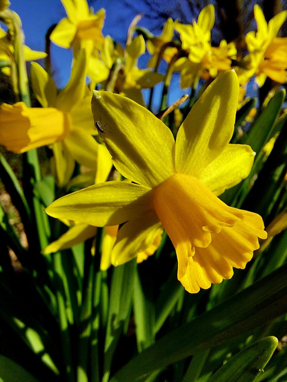 Bright Yellow flower against a bright blue sky. (Daffodil)