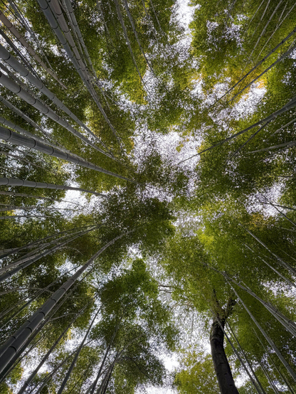View looking up at the canopy of a bamboo forest in Kyoto.