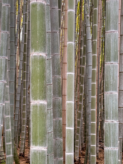 Close-up view of bamboo trunks in a bamboo grove in Kyoto