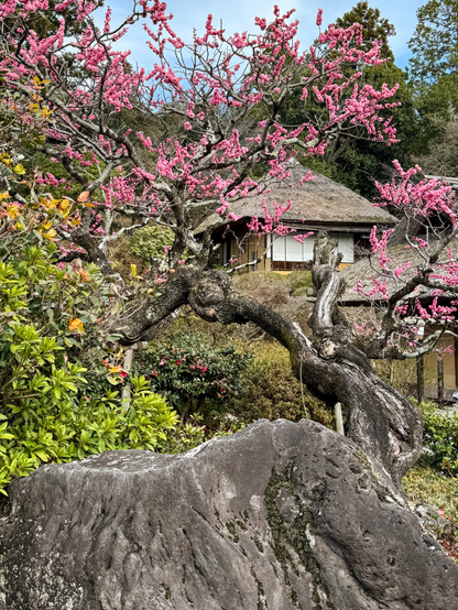 Beautiful scene of a large rock next to flowering trees and bushes with a small building in the background.
