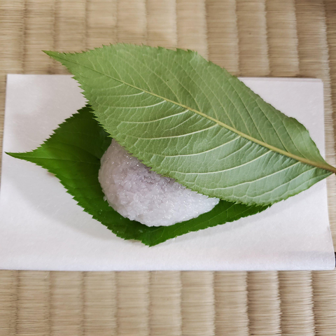 This unusual sakuramochi uses fresh cherry tree leaves. In this case the leaves are not eaten.