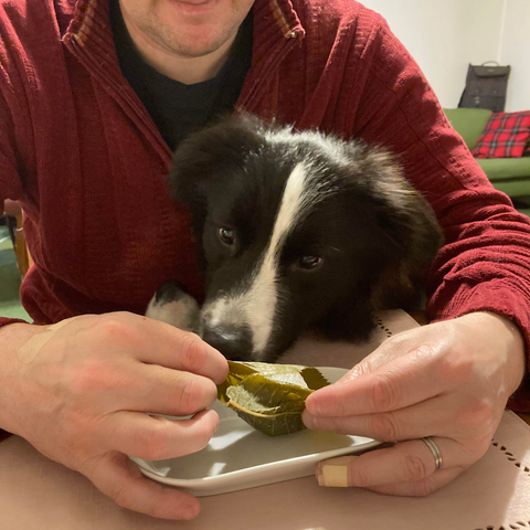 Ralph the Border Collie impatiently waits to share a sakuramochi.