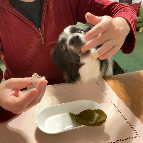 Ralph the Border Collie impatiently waits to share a sakuramochi.