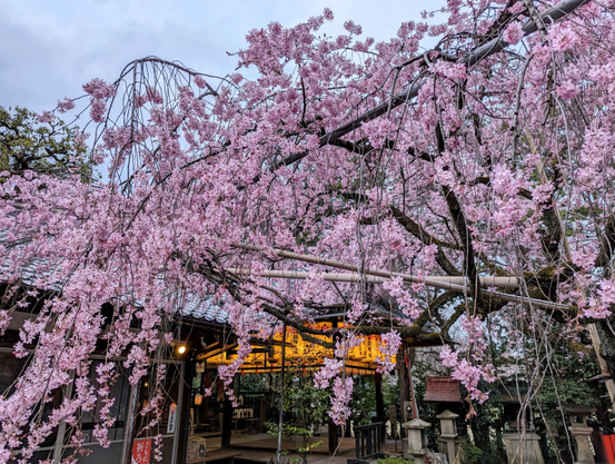 Weeping cherry tree in bloom at Suika Tenmangu.