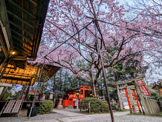 Weeping cherry tree in bloom at Suika Tenmangu.