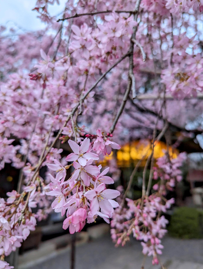 Weeping cherry tree in bloom at Suika Tenmangu.