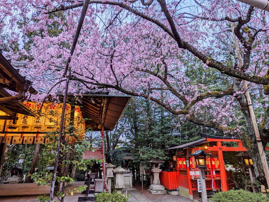 Weeping cherry tree in bloom at Suika Tenmangu.