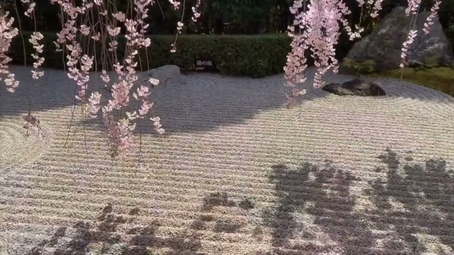 Weeping cherry tree in full bloom.