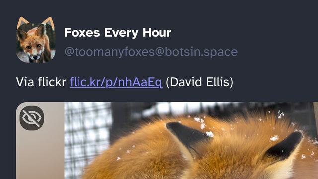 A mastodon post from Foxes Every Hour showing a curled up red fox, the image is cropped so that only its ears are shown.

The avatar contains attached animal ears from the UserStyle