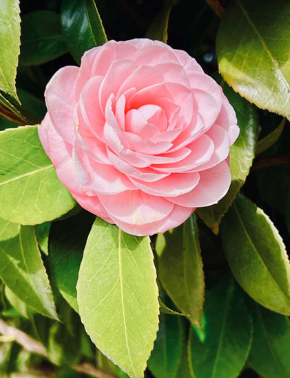 A bright pink Camilla in full bloom against glossy green leaves.