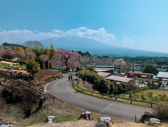 Yes, another Fuji-San photo. The famous mountain is partially obscured by clouds. In the foreground is Makaino Farm Resort with a few sakura in bloom.