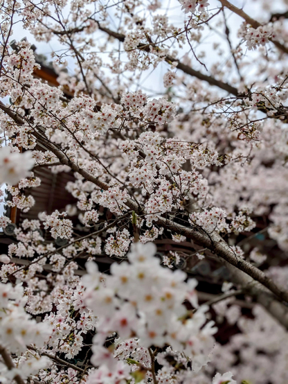 Clouds of sakura in the precincts of Honpo-ji.