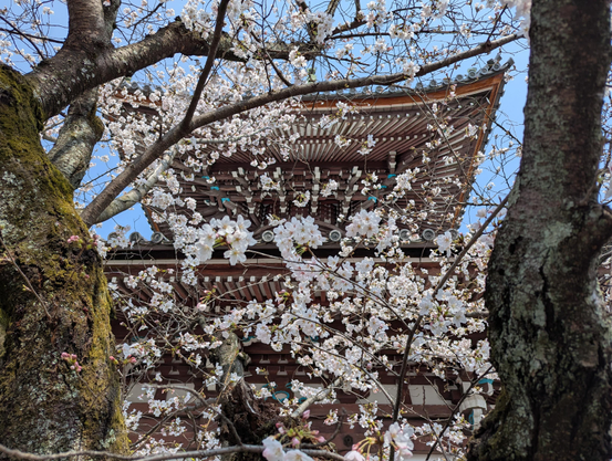 Clouds of sakura in the precincts of Honpo-ji.