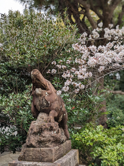 Boar statue and sakura.