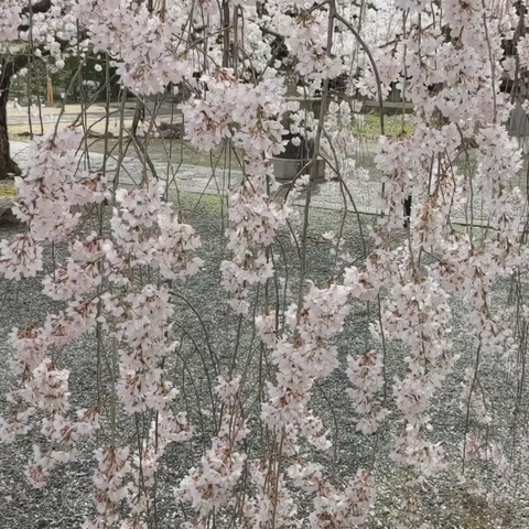 Weeping cherry blossoms in the breeze.