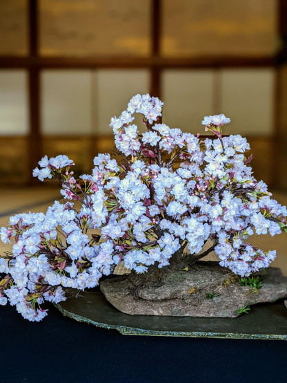 A beautiful sakura bonsai on display in the palace at Ninna-ji.