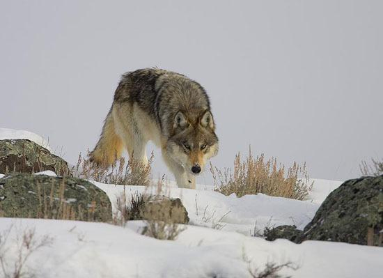 A picture of a wolf.