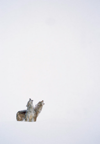 A picture of a wolf.