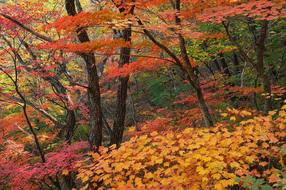 Autumn leaves on trees in the foreground with green trees in the background. 